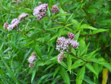 Vahşi kenevir tarımında çiçek açar (Eupatorium cannabinum)