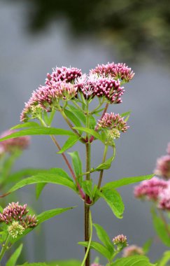 Vahşi kenevir tarımında çiçek açar (Eupatorium cannabinum)