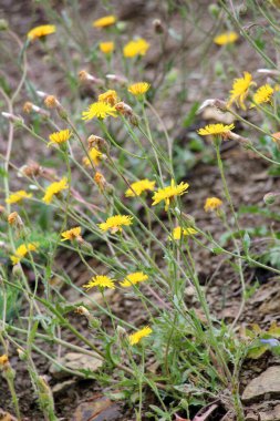 Crepis foetida yazın vahşi doğada yetişir.