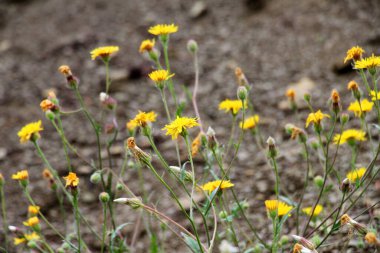 Crepis foetida yazın vahşi doğada yetişir.