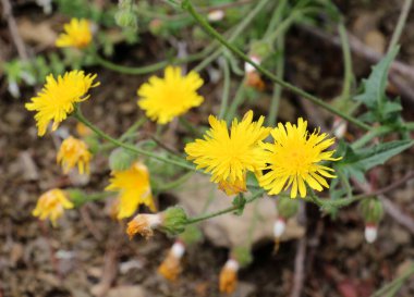 Crepis foetida yazın vahşi doğada yetişir.