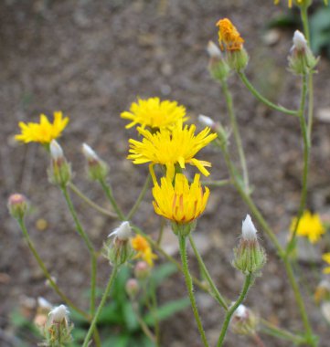 Crepis foetida yazın vahşi doğada yetişir.