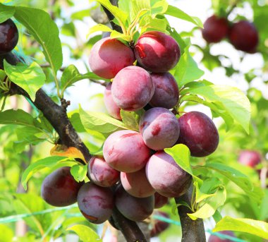 Bahçede, olgun eriklerle dolu bir ağaç dalında meyvelerin pembe renginde..