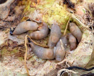 Sebze mahsullerine zarar veren sümüklüböcekler (gastropod sınıfının yumuşakçaları)