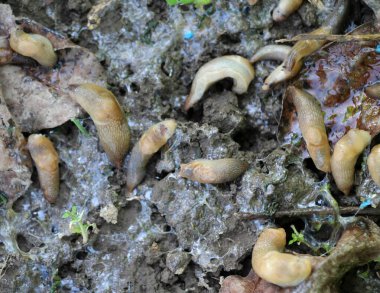 Sebze mahsullerine zarar veren sümüklüböcekler (gastropod sınıfının yumuşakçaları)