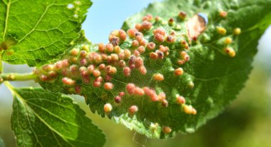 Erik ağacı yaprakları üzerinde erik ağacı fırtınaları (Acalitus phloeocoptes, Aceria phloeocoptes)