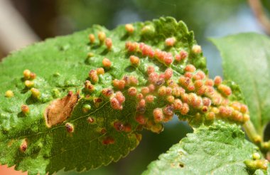 Erik ağacı yaprakları üzerinde erik ağacı fırtınaları (Acalitus phloeocoptes, Aceria phloeocoptes)