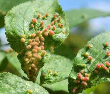 Erik ağacı yaprakları üzerinde erik ağacı fırtınaları (Acalitus phloeocoptes, Aceria phloeocoptes)