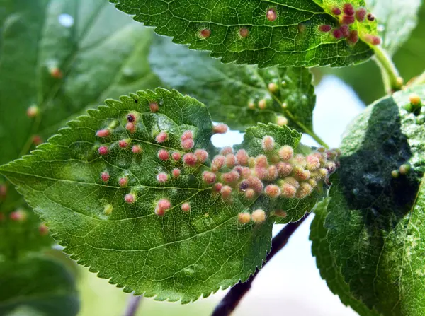 Erik ağacı yaprakları üzerinde erik ağacı fırtınaları (Acalitus phloeocoptes, Aceria phloeocoptes)