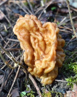 Gyromitra gigas mantarları baharda vahşi ormanda yetişir.