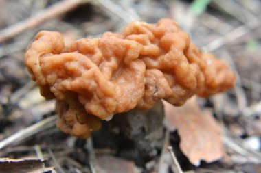 Gyromitra gigas mantarları baharda vahşi ormanda yetişir.