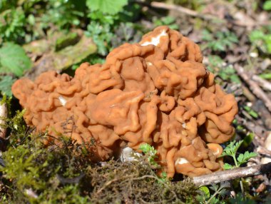 Gyromitra gigas mantarları baharda vahşi ormanda yetişir.