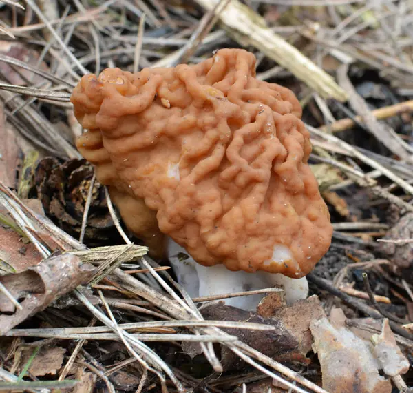 Gyromitra gigas mantarları baharda vahşi ormanda yetişir.