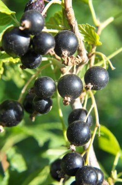 (Ribes nigrum) Çalı meyveleri olgun frenk üzümü vardır).