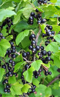 (Ribes nigrum) Çalı meyveleri olgun frenk üzümü vardır).
