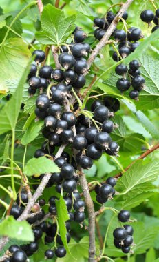 (Ribes nigrum) Çalı meyveleri olgun frenk üzümü vardır).