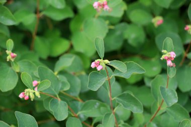 Dekoratif ve bal taşıyan karmersini (Symphoricarpos) doğada çiçek açar