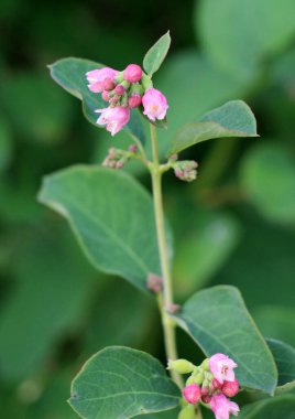 Dekoratif ve bal taşıyan karmersini (Symphoricarpos) doğada çiçek açar