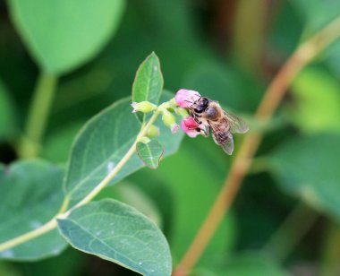 Dekoratif ve bal taşıyan karmersini (Symphoricarpos) doğada çiçek açar
