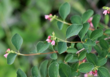 Dekoratif ve bal taşıyan karmersini (Symphoricarpos) doğada çiçek açar