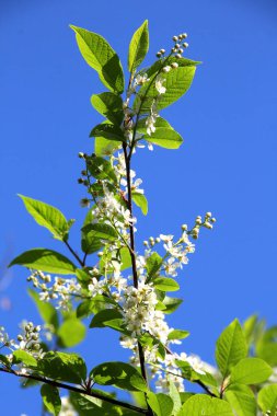 İlkbaharda, kuşkiraz ağacı (Prunus padus) doğal olarak büyür ve çiçek açar.