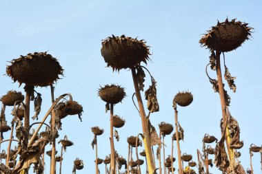 Yazın sonlarında tarlada olgunlaşmış ayçiçeği.