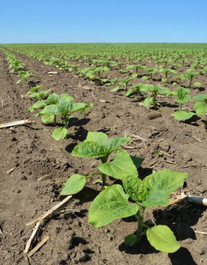 Baharda bir çiftlik tarlasında ayçiçeği yetişir..