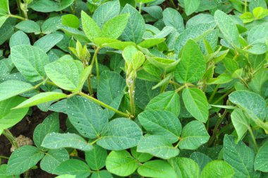 Yazın, tarlada soya fasulyesi yetişir.