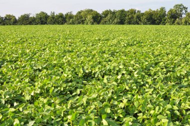 Yazın, tarlada soya fasulyesi yetişir.