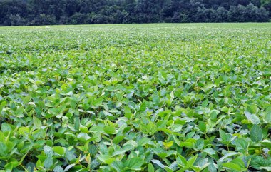 Yazın, tarlada soya fasulyesi yetişir.