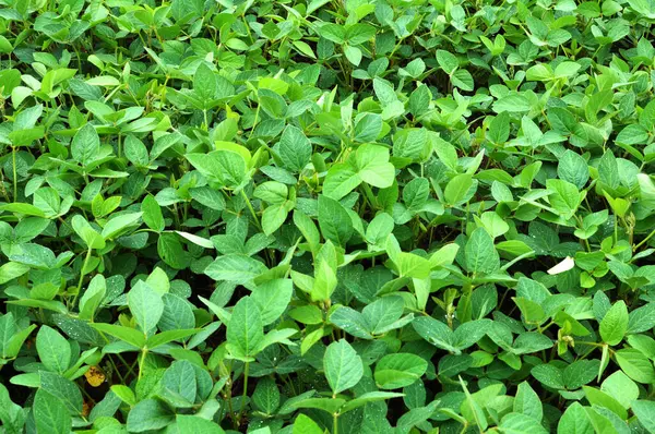 Yazın, tarlada soya fasulyesi yetişir.