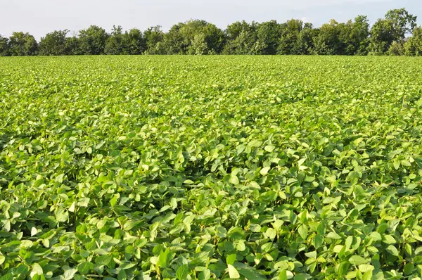 Yazın, tarlada soya fasulyesi yetişir.