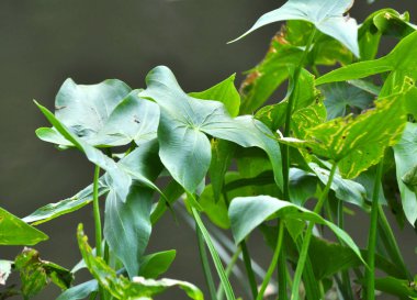 Vahşi su bitkisi Sagittaria sagittifolia yavaş akan suda yetişir.