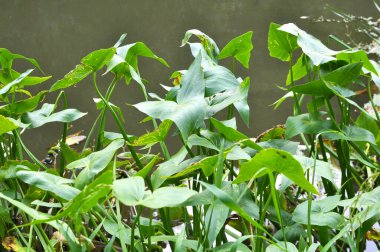 Vahşi su bitkisi Sagittaria sagittifolia yavaş akan suda yetişir.