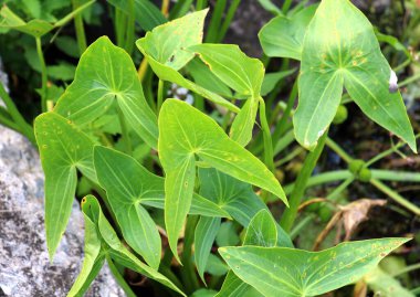 Vahşi su bitkisi Sagittaria sagittifolia yavaş akan suda yetişir.