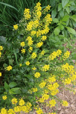 Yabani şalgam (Barbarea vulgaris) otlar arasında doğada çiçek açar.