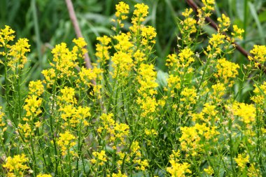 Yabani şalgam (Barbarea vulgaris) otlar arasında doğada çiçek açar.