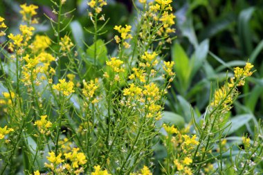 Yabani şalgam (Barbarea vulgaris) otlar arasında doğada çiçek açar.