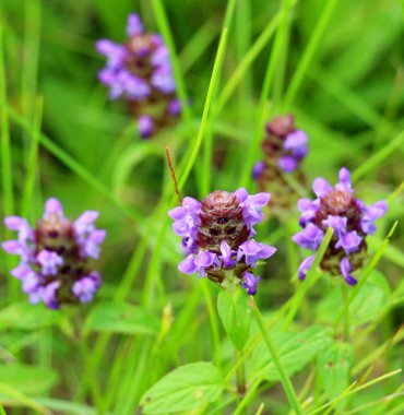 Prunella vulgaris yazın otların arasında büyür.