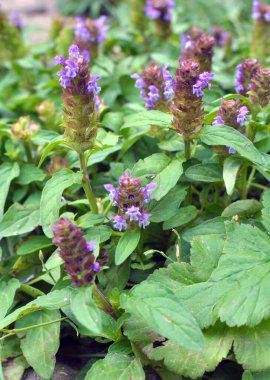 Prunella vulgaris yazın otların arasında büyür.
