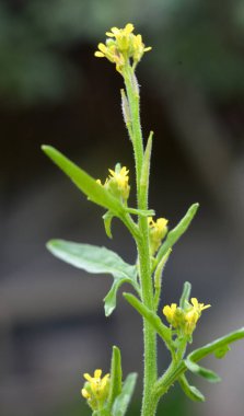 Sisymbrium officinale yazın doğada büyür.