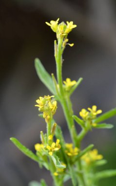 Sisymbrium officinale yazın doğada büyür.