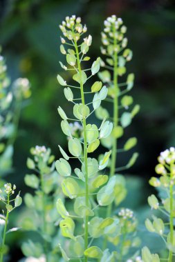 Doğada, Thlaspi arvense yabani otların arasında yetişir.