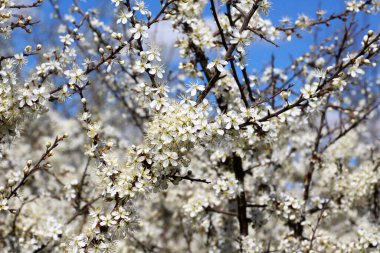 İlkbaharda vahşi doğada kara dikenler çiçek açar.