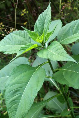Kudüs enginarı (Helianthus tüberosus) bahçede açık alanda yetişir.