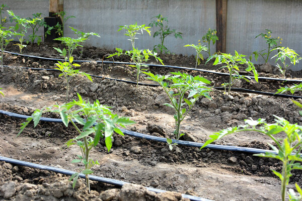 Greenhouse with drip irrigation when growing tomatoes in organic soil.