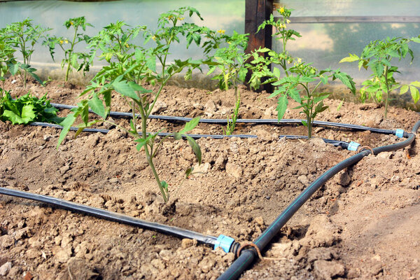 Greenhouse with drip irrigation when growing tomatoes in organic soil.