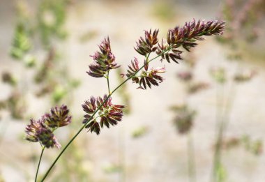 Dactylis glomerata doğada yetişir.