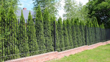 Thuja western (Thuja occidentalis) peyzaj tasarımı ve tıpta kullanılır..