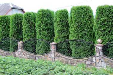 Thuja western (Thuja occidentalis) peyzaj tasarımı ve tıpta kullanılır..